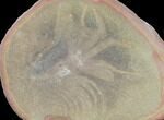 Unidentified Fossil Shrimp Molt, Pos/Neg - Illinois #120960-2